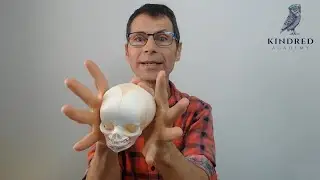 Cranial Osteopathy For High Palate Babies
