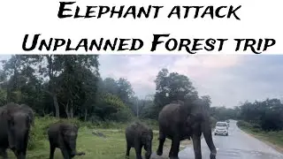 Elephant Attack Unplanned Forest Trip |#karnataka #bandipur #wildlife #elephant #kerala #food #bike