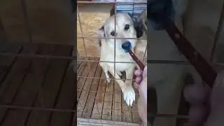 Хорошие друзья пушистики   #собака #dog #dogs