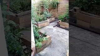 Video#01 Les Presento Mi Huerta en Casa
