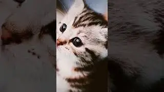 Я ВСЕГДА ПОМНЮ ТЕХ КТО УШЁЛ😿