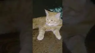 Cats daily exercises scratching,#catshorts #jerrycat #cat