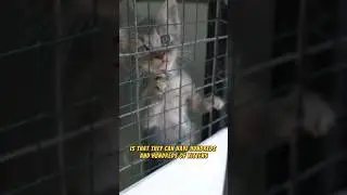 The Problem With Stray Cats