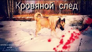 Кровяной след // Натаска по кровяному следу