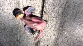 Baby Bird Falling