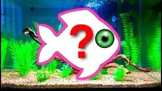 Stocking My 20 Gallon Tank Part 1