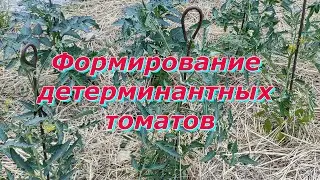 На примере сорта Яйца Агронома