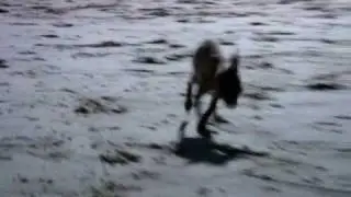 Точик и ветер
