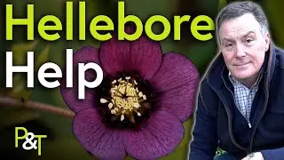 Hellebore Help (Care & Propagation) - Pots & Trowels