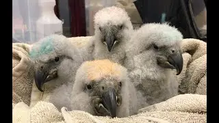 Kaka and Kakapo Chick Development Comparison