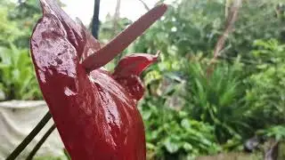 Natural Flowers with Natural rain day. #musicmodel