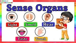 Sense organs | five senses | Our senses | Sense organs name | Sense organs functions | 5 senses