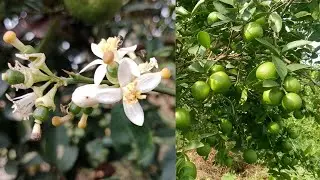 7 Best Fertilizers for a lot of Flowers & Fruits in Lemon.