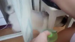 Спиннер и мопс