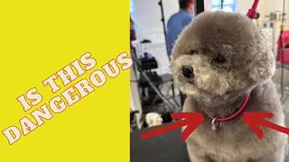 What is the grooming loop? Watch to learn about this hotly debated topic
