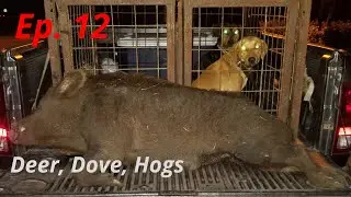 Deer, Dove, and Hog hunting