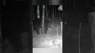 ЧЁРНЫЙ ДЕЛАЕТ ОБХОД, ИЩЕТ КОНКУРЕНТОВ.