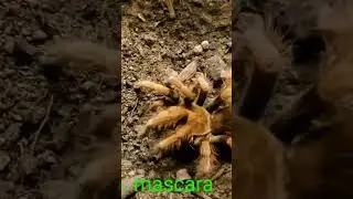 p.mascara #feeding