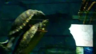 Turtle Tickling