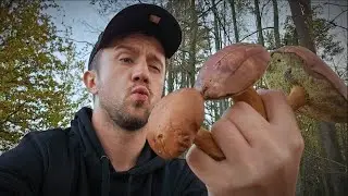 SZYBKI ATAK grzybowy na BIBIELI