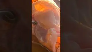 Ссылки в закрепленном комментарии, где меня можно найти.Рыбалка в Крыму. Ялта.