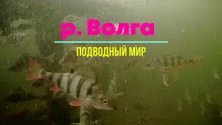Подводный мир р Волга