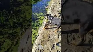 Ягдтер'єр і гадюки