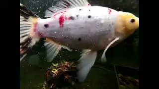 Pond - 10 new fish - underwater cam