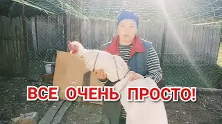 SLAUGHTERING A BROILER WITH WOMEN'S HANDS. HOW TO SLAUGHTER A BROILER IN A BAG
