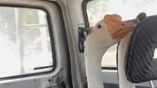 #RNAVIRAL Kita nak pergi kebun sibuk kejar bawak je sekali pergi kebun by Adek Merbau