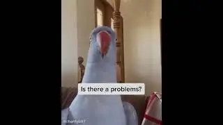 Hamlet the Bird is talking 🙈😍