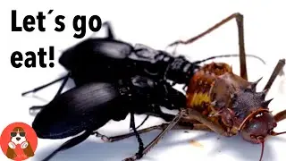 FEEDING GIANT CRICKET TO OUR Ground BEETLES | CRAZY HUNGRY! [!WARNING FEEDING !] BRUTAL NATURE | 4K