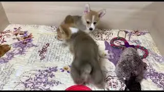 Вельш корги пемброк ФОСТЕР и ФАНДЕР