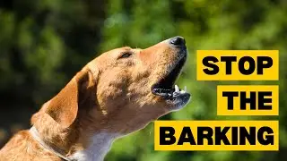 Why Dogs Bark at Other Dogs