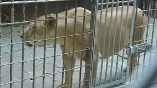 львица в ростовском зоопарке