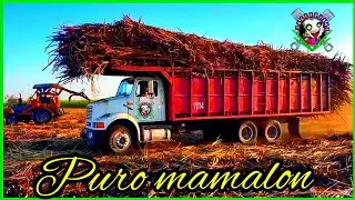 Puro cañero mamalon