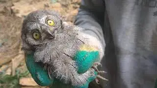 Детёныш совы