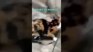 Rat outsmarts everyone 😂
