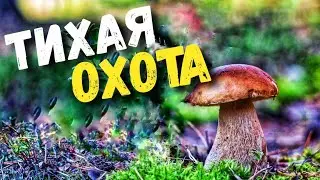 Не дают покоя в лесу грибы. Тихая охота, очередной отдых на природе. Сбор грибов 2020.