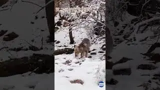 Watch a red fox search for food in the snow in Ningxia
