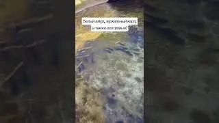 Рыба в бассейне! На зимовку!