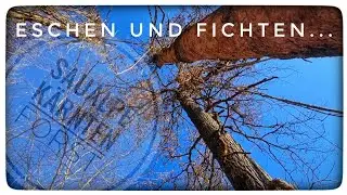 🌳🌲Tote Eschen und Fichten aufarbeiten 🪓🪵