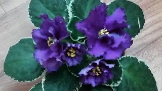 Цветение фиалок./Цветение фиалки не по сорту! Надо ли расстраиваться? Полюбуйтесь на мою красотку!!!
