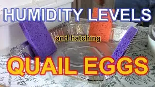 HUMIDITY AND HATCHING QUAIL EGGS -  The role humidity plays when incubating and hatching quail eggs.