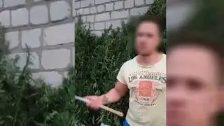 Знищення посіву конопель в Олександрівці