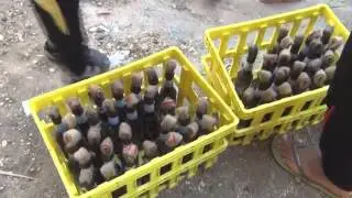Стоп Хам