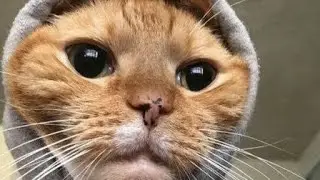 LOS MEJORES VIDEOS DE RISA 2020😎😎😎| COMPILACIÓN DE VIDEOS CHISTOSOS, MUY DIVERTIDOS 🤣🤣🤣  1,627