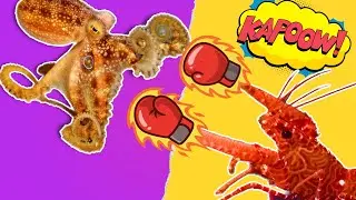My pet octopus meets a lobster for her birthday