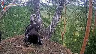 Tension in the Nest: The Great Eagle Turns on Its Younger Sibling