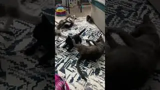 Мой дурдом